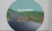Why estuaries are hotspots of biodiversity