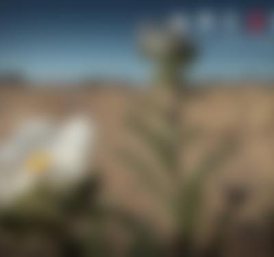 Arizona Illustrated