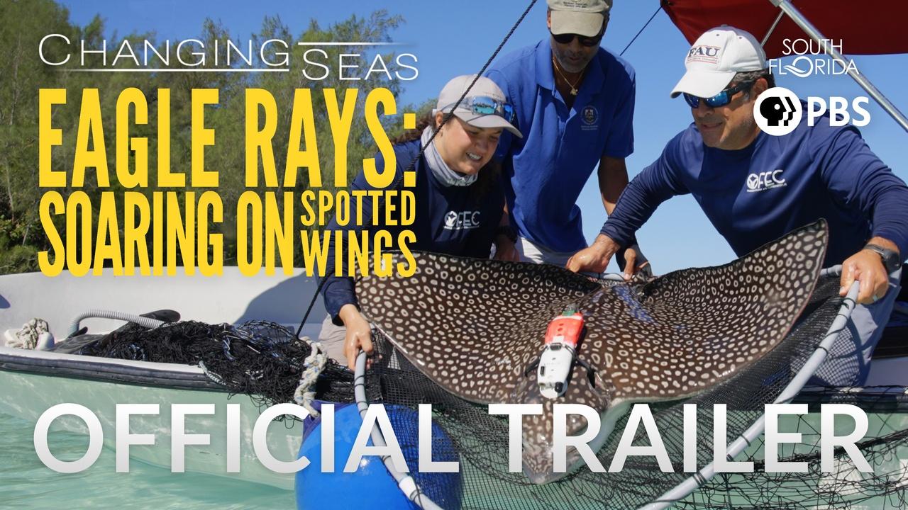 Changing Seas | Eagle Rays: Soaring on Spotted Wings | Changing Seas | Preview