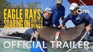Eagle Rays: Soaring on Spotted Wings | Changing Seas | Preview