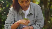 Meet the Chameleons of Madagascar