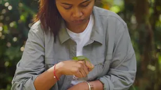 Meet the Chameleons of Madagascar