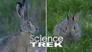 Rabbits: Rabbit or Hare?