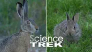 Rabbits: Rabbit or Hare?