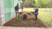 Planting Mandevilla, Marigolds and Purslane & Hanging Bird Feeders