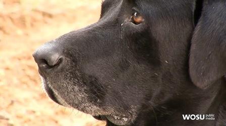 Video thumbnail: QED With Dr. B Dogs Teach Us to Detect Disease