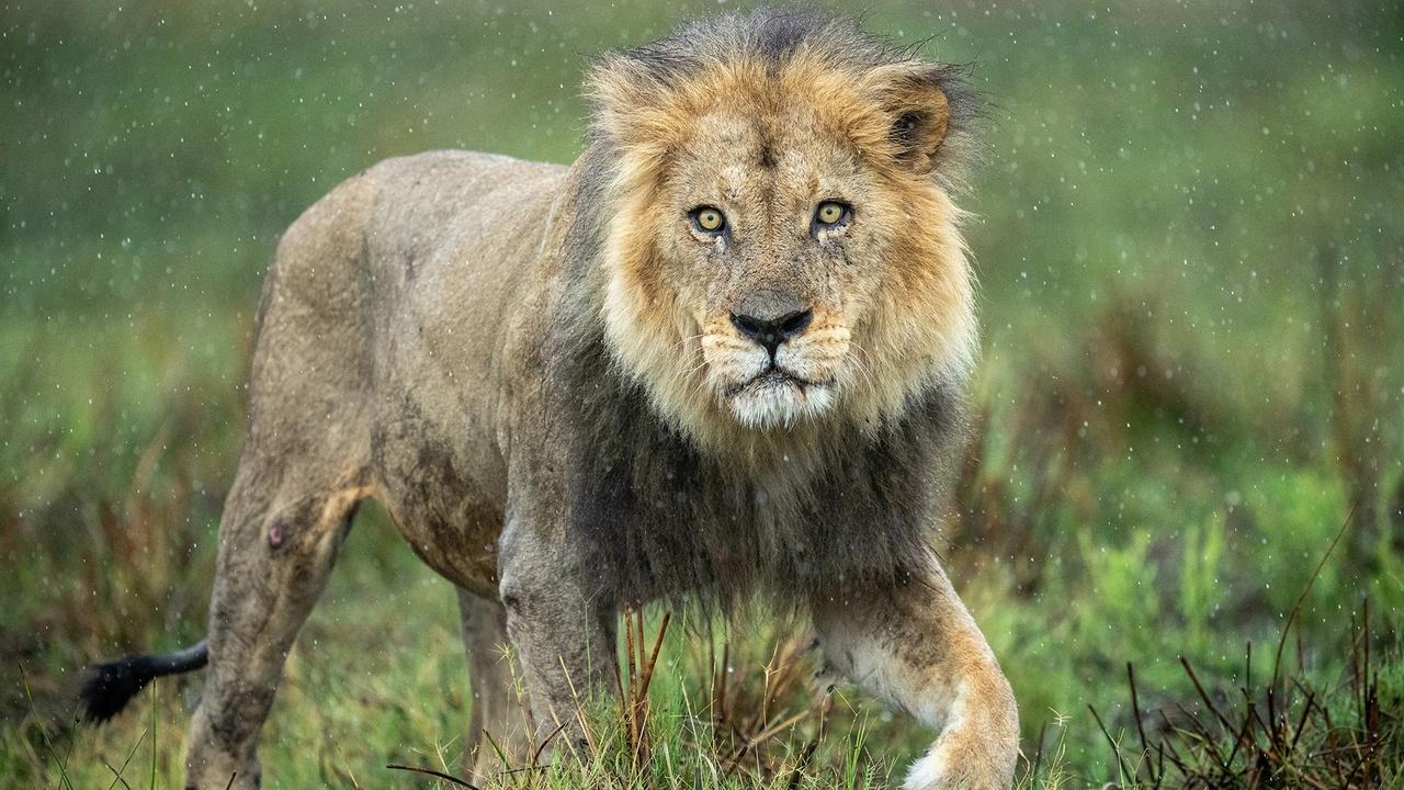 Nature | Preview of Big Cats, Small World: Outlanders