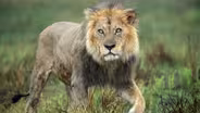 Preview of Big Cats, Small World: Outlanders