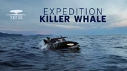 Nature #4308 | Expedition Killer Whale | Trailer