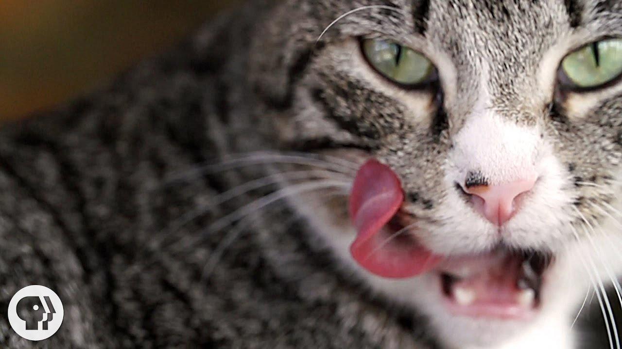 Deep Look Why Does Your Cat S Tongue Feel Like Sandpaper Season 4 Episode 5 Pbs