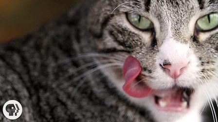 Video thumbnail: Deep Look Why Does Your Cat's Tongue Feel Like Sandpaper?