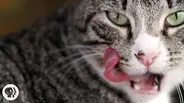 Why Does Your Cat's Tongue Feel Like Sandpaper?