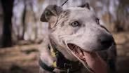 Meet Bear, the Koala Detection Dog