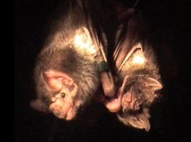 Why Bats Share Blood