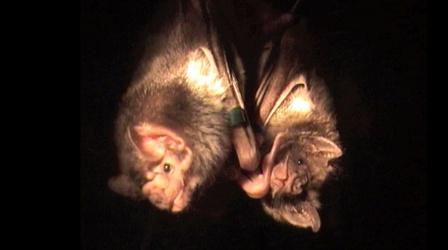 Video thumbnail: NOVA Why Bats Share Blood