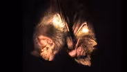 Why Bats Share Blood