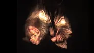 Why Bats Share Blood
