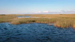 The Swamp: Chapter 1