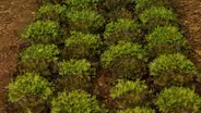 Volunteer Gardener 3304