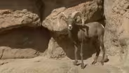 Big Horn Sheep - Ovis canadensis