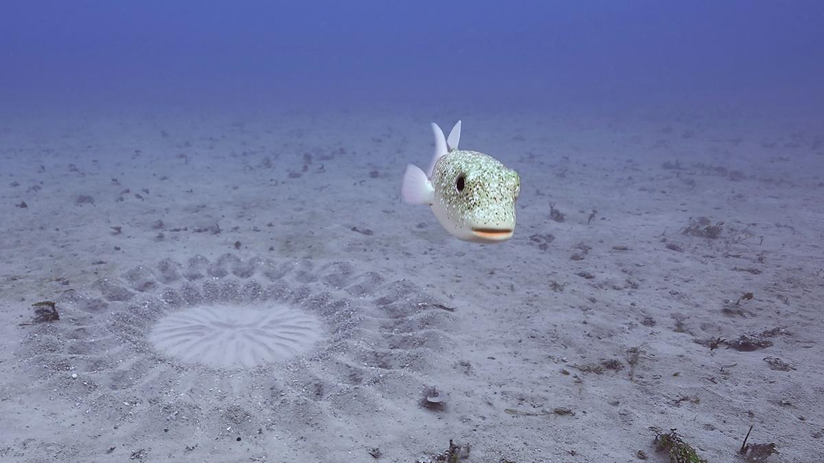 Pufferfish Builds Sand Sculpture for Mating Nature THIRTEEN New