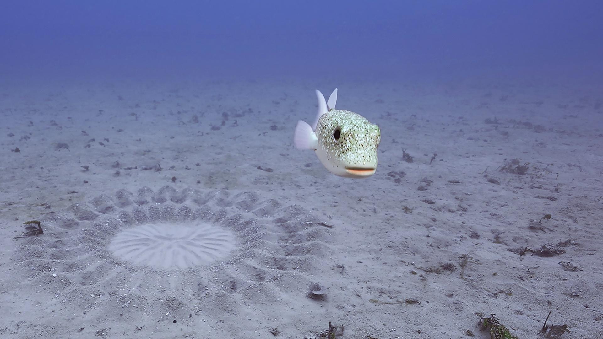 Pufferfish Builds Sand Sculpture for Mating | Nature | THIRTEEN - New ...