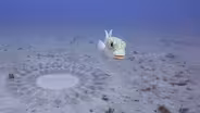 Pufferfish Builds Sand Sculpture for Mating