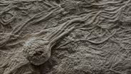 Waukesha Fossils