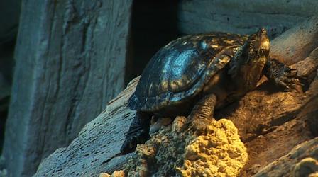 Video thumbnail: Outdoor Wisconsin Outdoor Wisconsin #3609 - Tunnel for Turtles