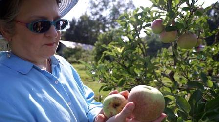 Video thumbnail: The Key Ingredient Field Trip to Century Farm Orchards