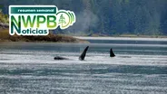Ayuda a los trabajadores en huelga y y cómo proteger las ballenas de colisiones: Enero 17 de 2025