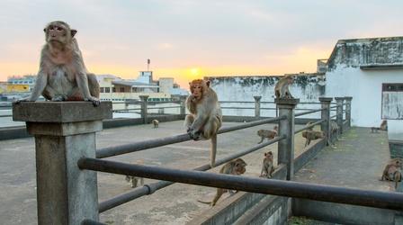 Video thumbnail: Wild Metropolis Macaques in Thailand Raid a Moving Car for Food