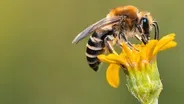 What "Save the Bees" got wrong