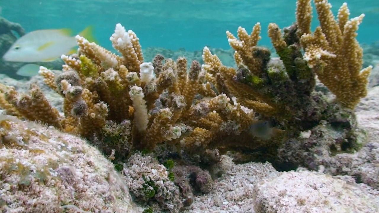 Changing Seas | Coral Hybrids
