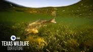 Texas Wildlife: Our Future