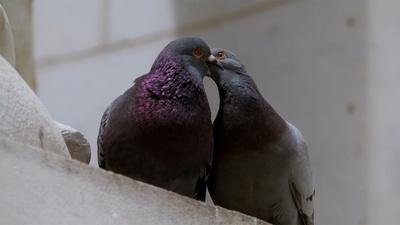 Pigeon Dating Rituals: The Strut, The Coo? and The Kiss