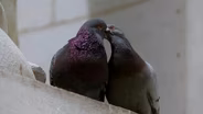 Pigeon Dating Rituals: The Strut, The Coo… and The Kiss