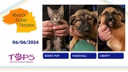 06/06/2024 | Berry Pop, Marshall and Liberty  | Mark's Furry Friends