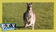 Slightly Wacky Aussie Doco (1986)