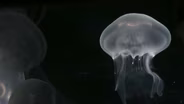 Sea Jellies