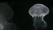 Sea Jellies