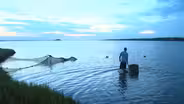 How are fish impacted by pollution?