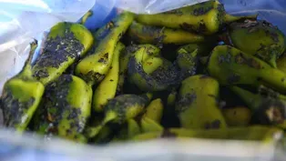 Home Grown: Pueblo Chile