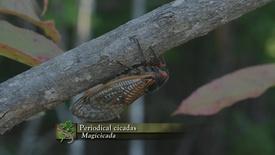 Sound – The Fullness of Nature, Part 2: asset-mezzanine-16x9