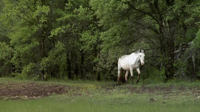 California Mustang Ranch Saves Wild Horses