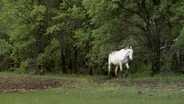 California Mustang Ranch Saves Wild Horses