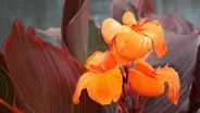 Canna Lily Tuber Forcing