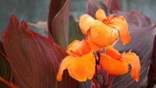 Canna Lily Tuber Forcing