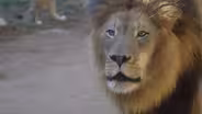Lions Rule