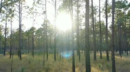 Video thumbnail: SCI NC Meet the Longleaf pine, NC's iconic tree